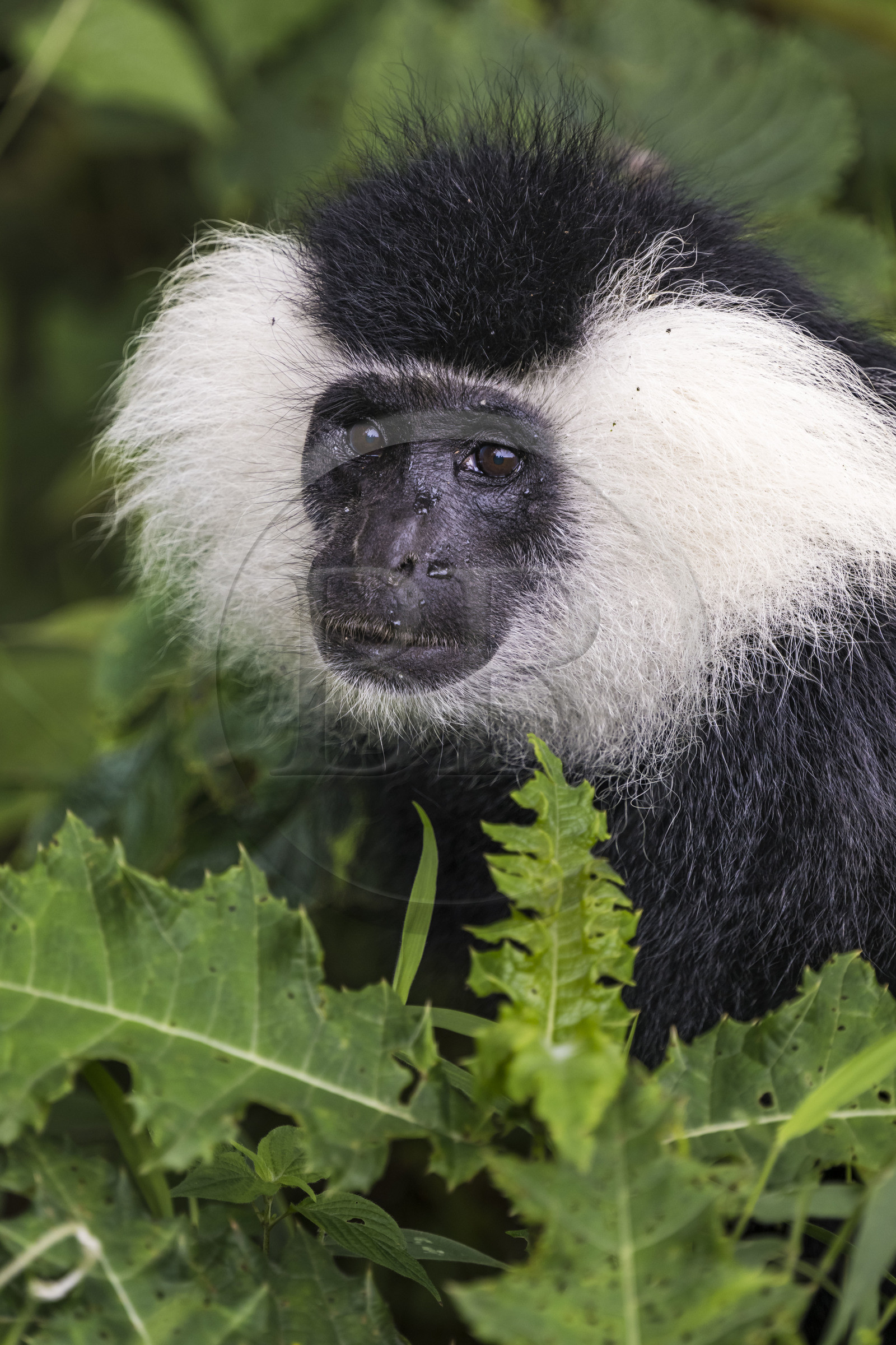 Rwanda, Province de l’Ouest, Gisakura, Parc national de Nyungwe, Colobe de Ruwenzori (Colobus angolensis ruwenzorii) pendant un safari à pied dans la forêt tropicale humide naturelle