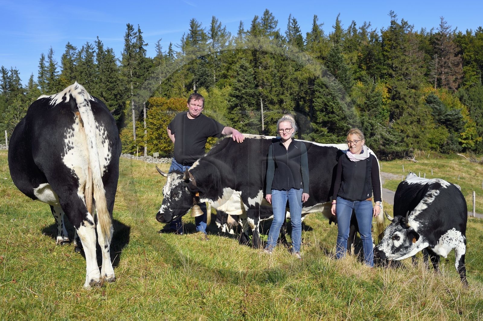 France, Haut-Rhin (68), Wasserbourg, Ferme-auberge Buchwald, le marcaire Michel Wehrey, sa femme Mireille et sa fille Julie avec leurs vaches de race vosgiennes France, Haut-Rhin (68), Wasserbourg, Ferme-auberge Buchwald, le marcaire Michel Wehrey, sa femme Mireille et sa fille Julie avec leurs vaches de race vosgiennes