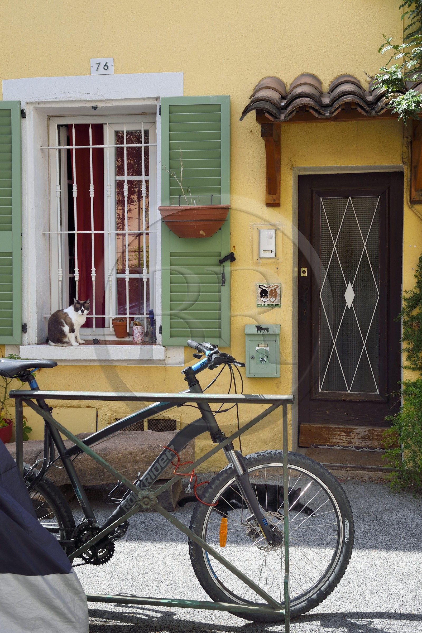 France, Var (83), Fréjus, chat dans la rue Groecinus