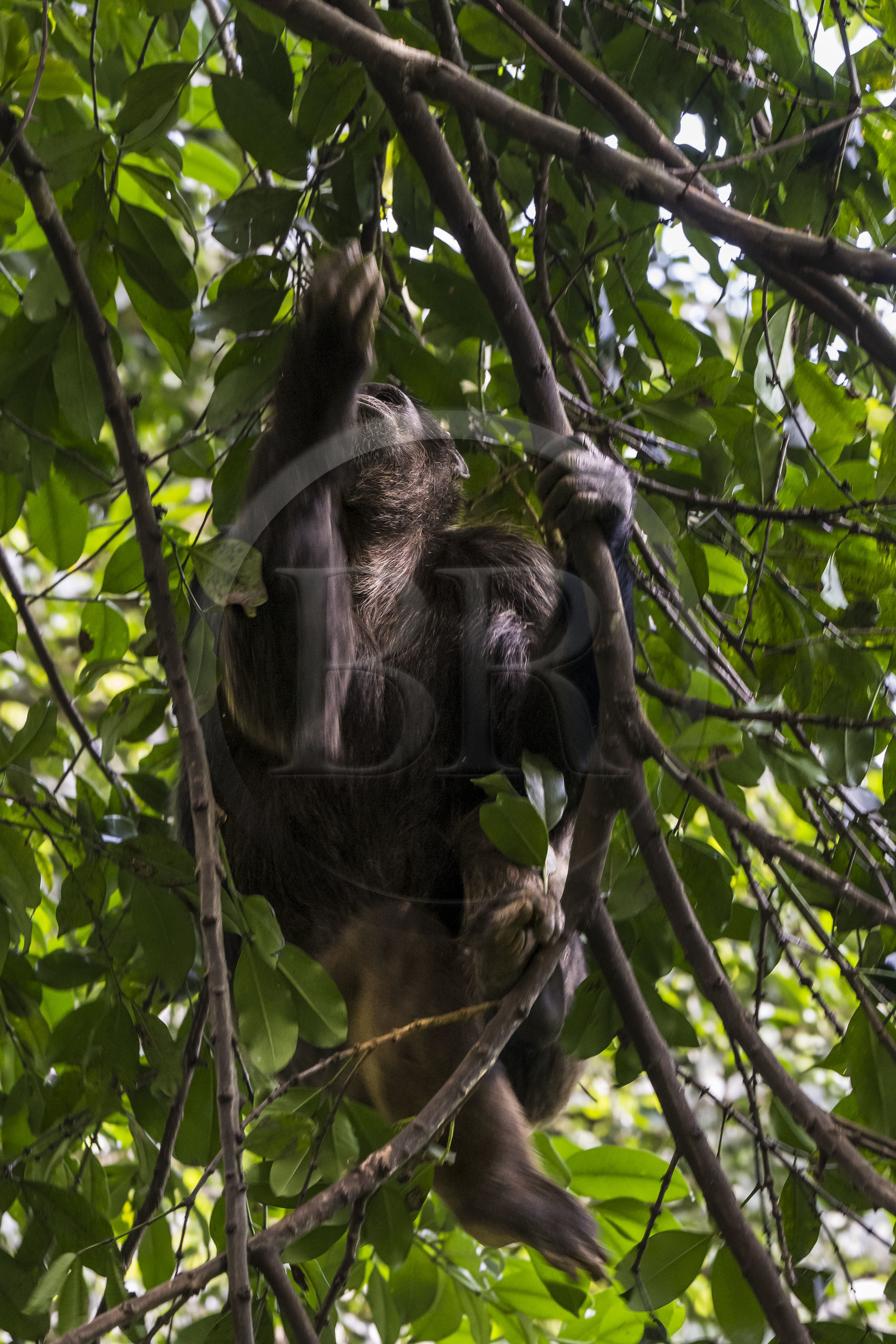 Rwanda, Province de l’Ouest, Nyakabuye, Parc national de Nyungwe, forêt tropicale humide naturelle de Cyamudongo, Chimpanzé commun (Pan Troglodytes)