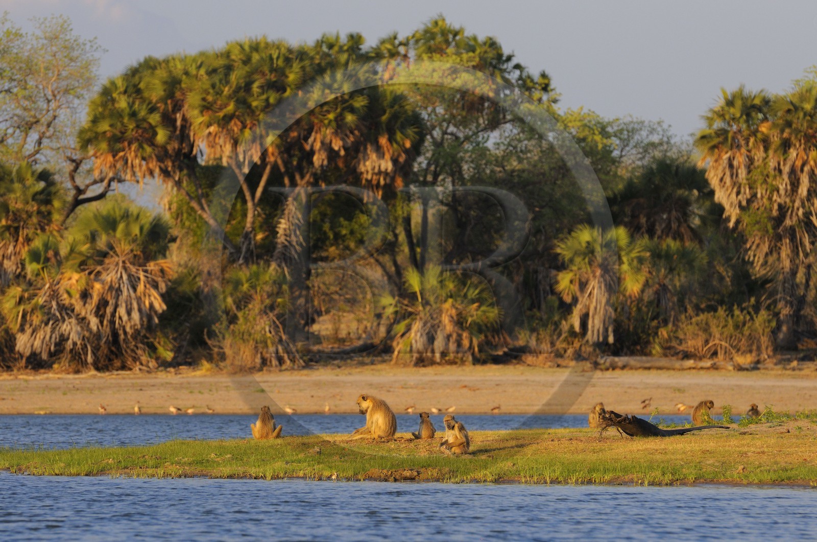 Tanzanie, Reserve de gibier de Selous une des plus grandes zones protégées au monde et inscrite sur la liste du patrimoine mondial de l’Unesco depuis 1982, Babouin jaune (Papio hamadryas cynocephalus)