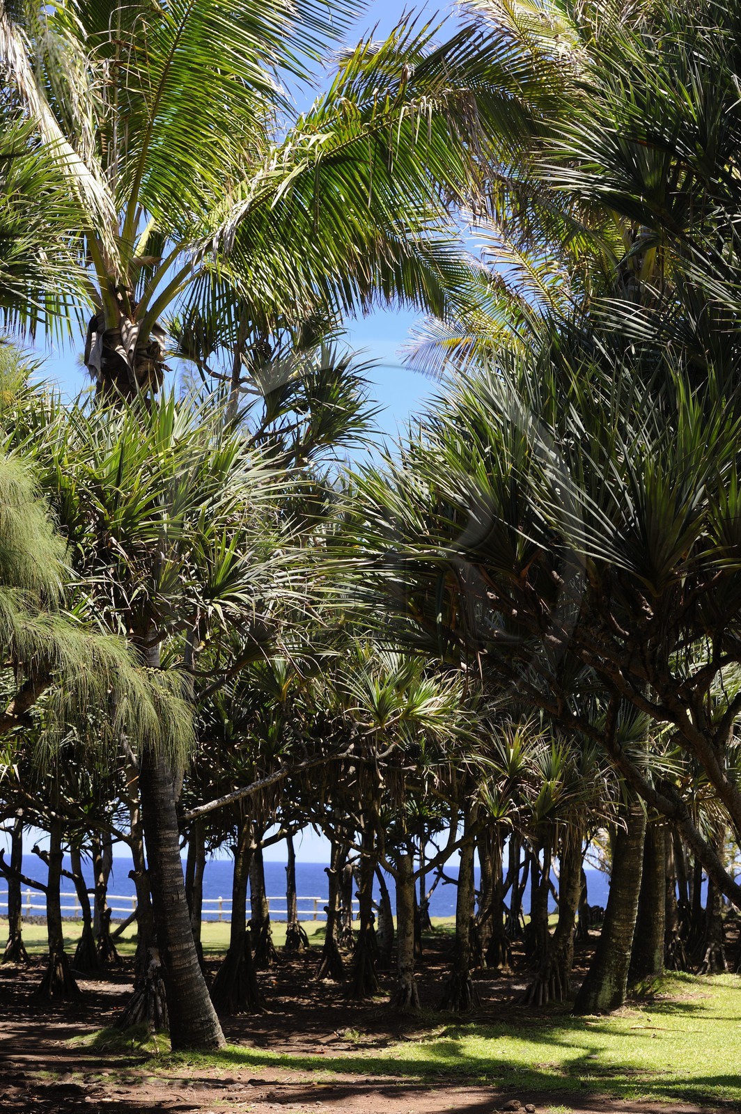 France, Ile de la Reunion, côte sud, Saint-Philippe, le Cap Méchant est situé le long d'une côte déchiquetée de roche volcanique frappée par la houle et typique de la région appelée Sud sauvage, vacoa (Pandanus utilis)