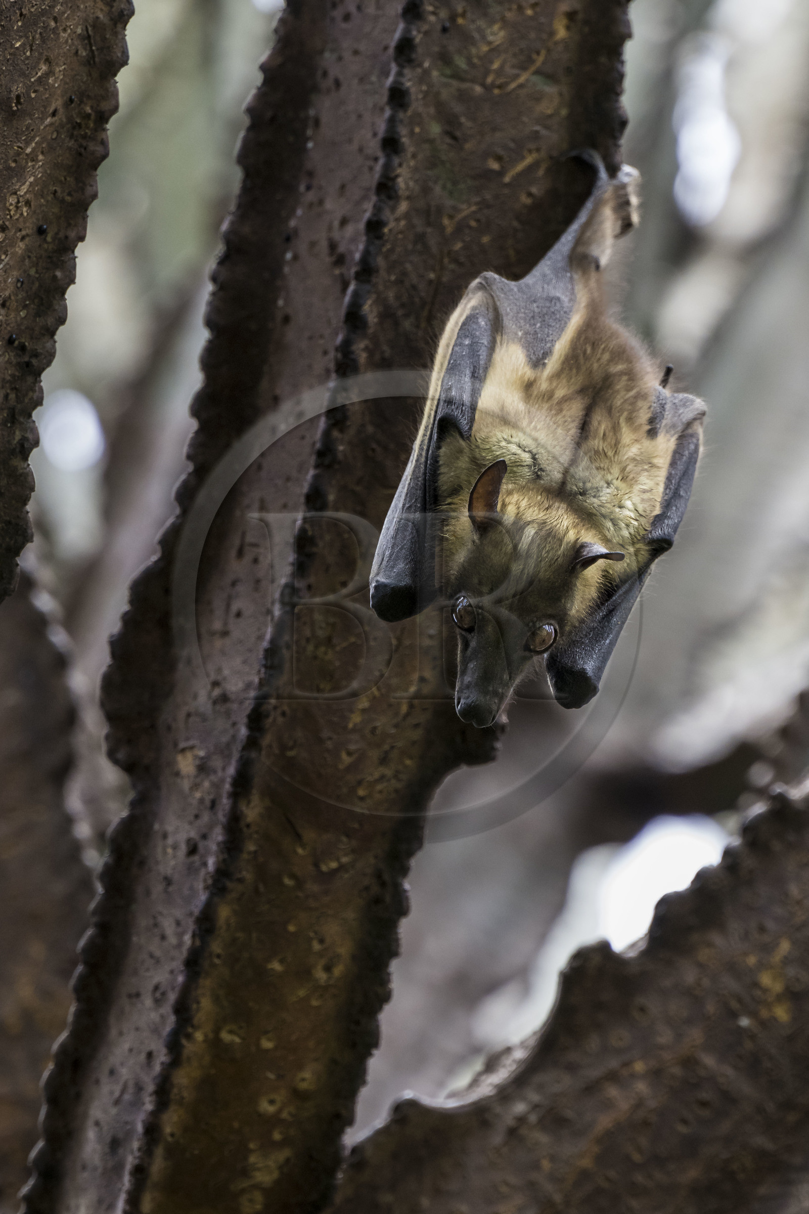 Rwanda, Province de l’Ouest, Karongi (anciennement nommée Kibuye), lac Kivu, Ile Napoléon ou Tembabagoyi, Roussette paillée africaine ou Roussette des palmiers africaine ou Roussette jaune (Eidolon helvum) dans un Euphorbe candélabre