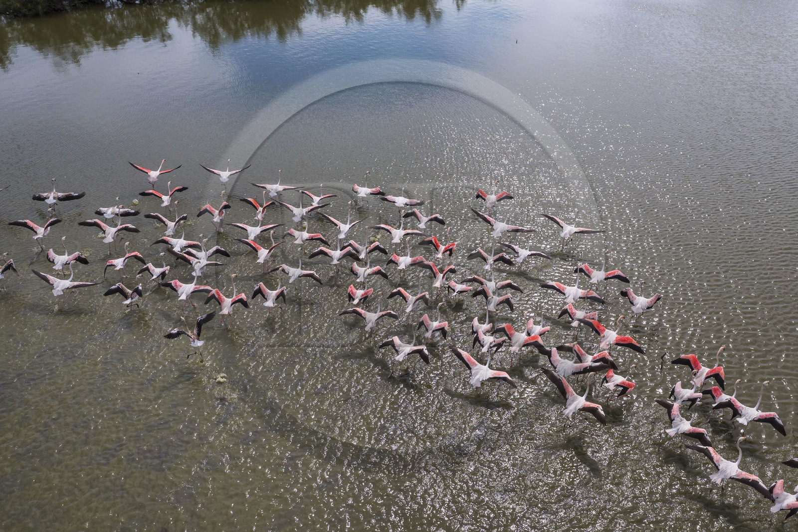 France, Gard, Vauvert, the Petite Camargue, Scamandre Regional Nature Reserve, flight of pink flamingos (Phoenicopterus roseus) (aerial view)