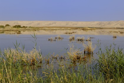 Egypte, Basse-Egypte, désert libyque, oasis de Bahariya (Bahareyya)
