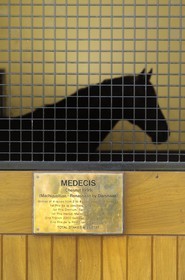 Irlande, Comté de Kildare, Tully, Irish National Stud (haras national), un cheval champion dans son box