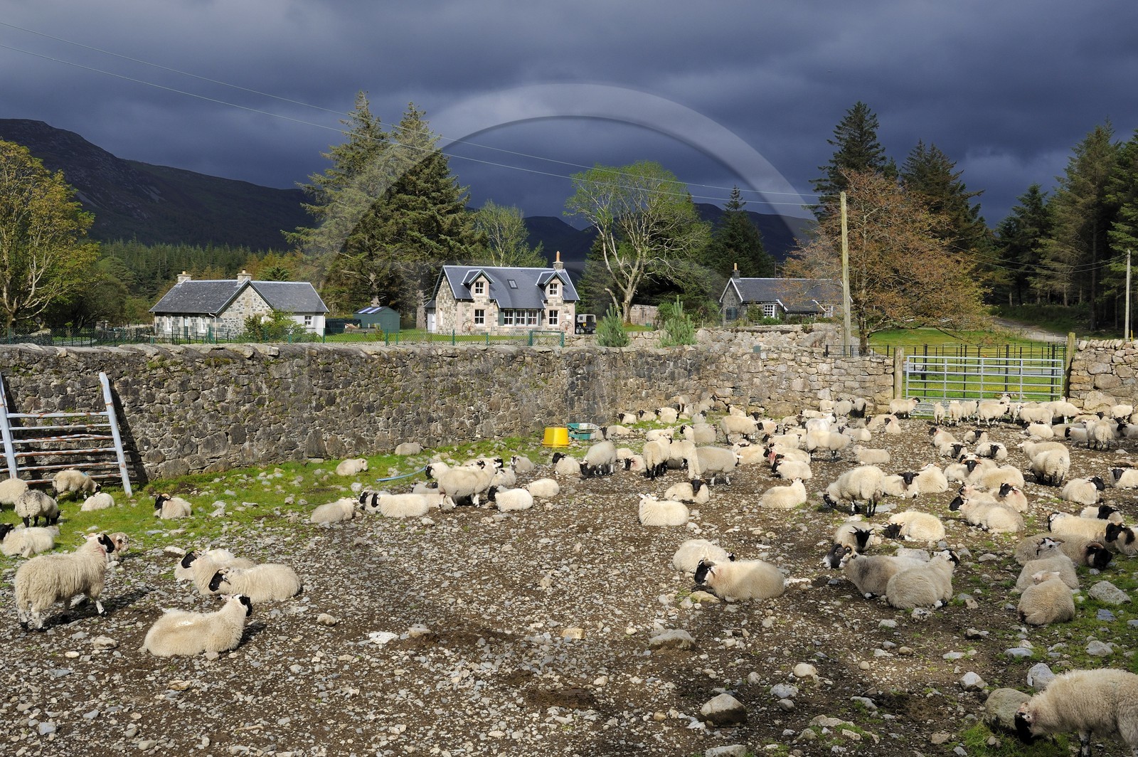 Royaume-Uni, Ecosse, Highland, Hébrides intérieures, Ile de Mull, élevage de moutons à Knock