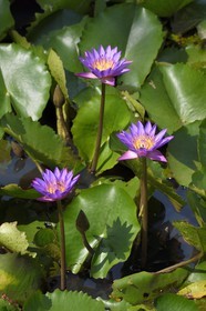 Sri Lanka, province du Centre-Nord, Diyabeduma, étang aux lotus bleu (Nymphaea caerulea) ou nénuphars bleus