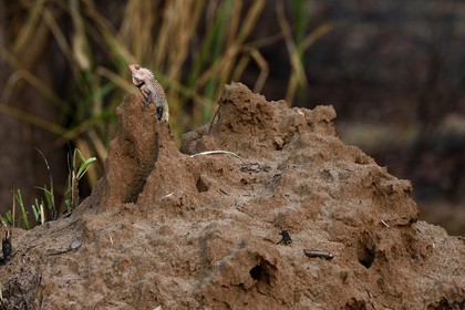 Sri Lanka, Central Province, Matale District, Sigiriya, chameleon on a termite mound