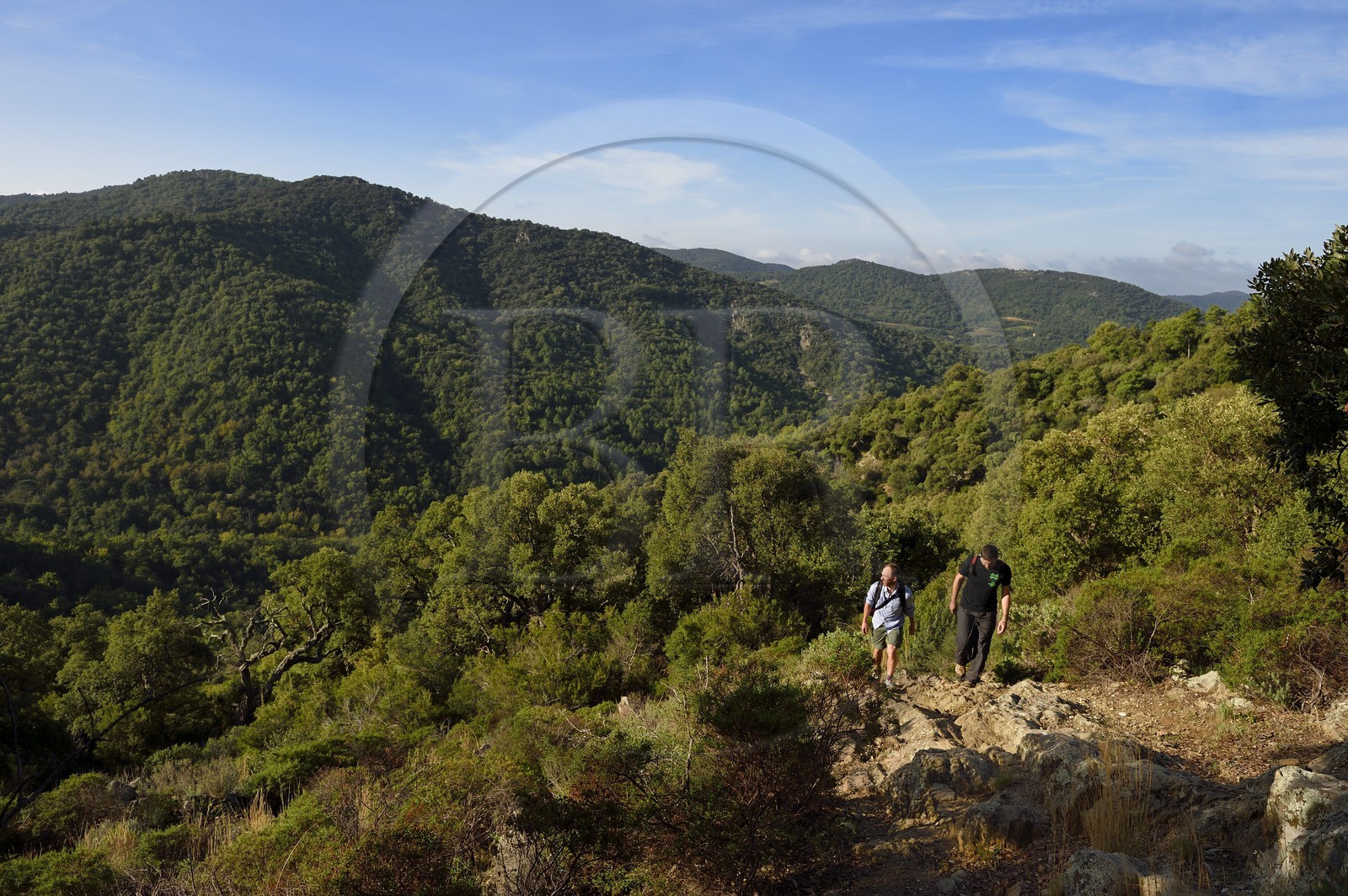 France, Var (83), Massif des Maures, Collobrières, randonnée des Menhirs de Lambert dans le vallon derrière le village