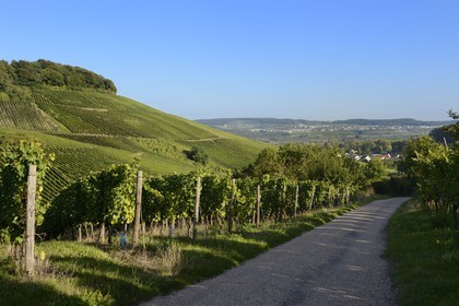 Luxembourg, Grevenmacher district, Moselle region, the Moselle vineyards around the village of Wintrange (Wintringen)