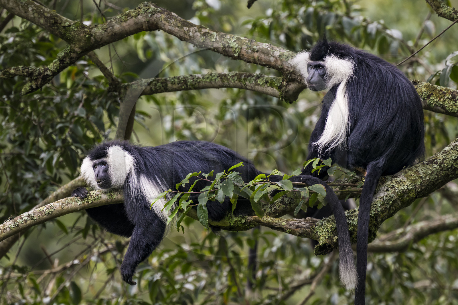 Rwanda, Province de l’Ouest, Gisakura, Parc national de Nyungwe, Colobes de Ruwenzori (Colobus angolensis ruwenzorii) pendant un safari à pied dans la forêt tropicale humide naturelle