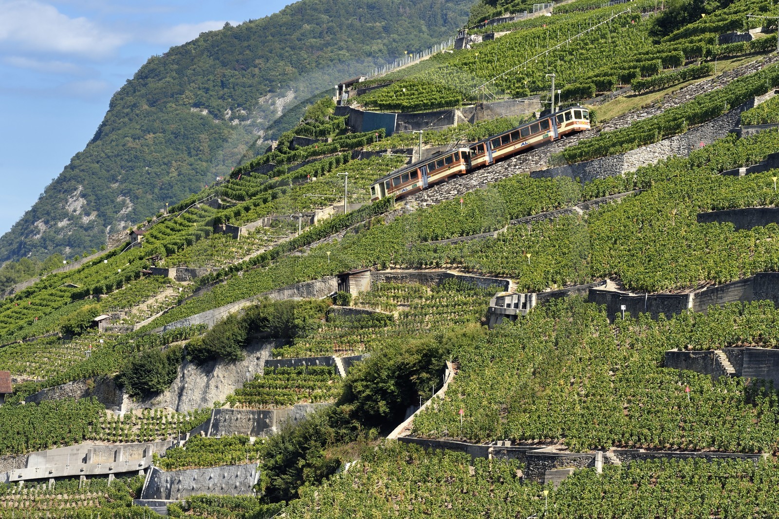 Switzerland, Canton of Vaud, Aigle, regional train advancing on the hillside and surrounded by vineyards