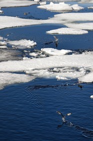 Groenland, cote Nord-Ouest, Smith sound, Fulmar boréal (Fulmarus glacialis) survolant la banquise entrain de fondre