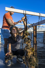 France, Herault, Etang de Thau, Meze, shellfish producers Quentin and Emmeline, suspension farming on ropes in the oyster bed