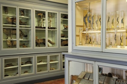 France, Côte d'Or (21), Semur-en-Auxois, le musée municipale (histoire naturelle)