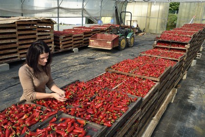 France, Pyrenees Atlantiques, Basque Country, Espelette, the producer of AOP Espelette peppers Virginie Curutchet is sorting in her dryer
