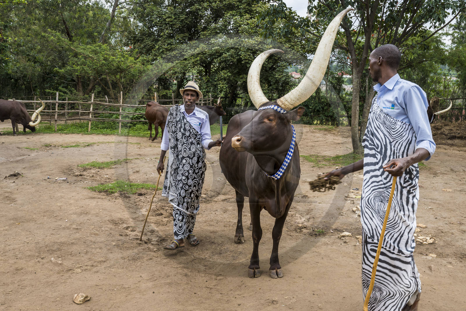 Rwanda, Province du Sud, Nyanza, musée du Palais royal Rukari, vaches royales à longues cornes appellée Inyambo ou watusi
