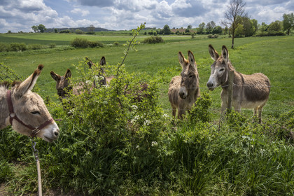 France, Haute-Loire (43), Bargettes, hiking with a donkey on the Robert Louis Stevenson Trail (GR 70), the donkey Anatole meets congeners