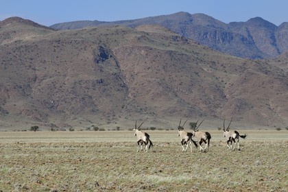 Namibie, région de Hardap, désert du Namib à l'Est du parc national Namib Naukluft dans la chaine de montagnes de Zaris, oryx gazelle ou gemsbok (Oryx gazella)