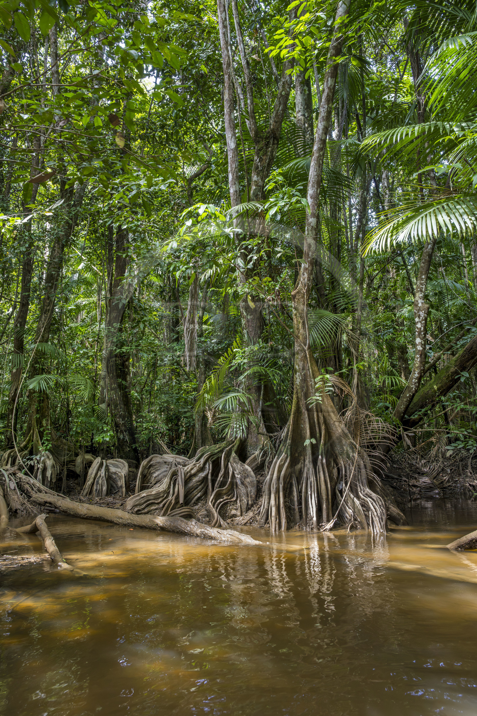 France, Guyane, Kourou, camp Maripas dans la forêt tropicale, Pterocarpus officinalis aux grands contreforts ondulés ou moutouchi-marécage en créole guyanais dans une crique, petite rivière, affluent du fleuve Kourou