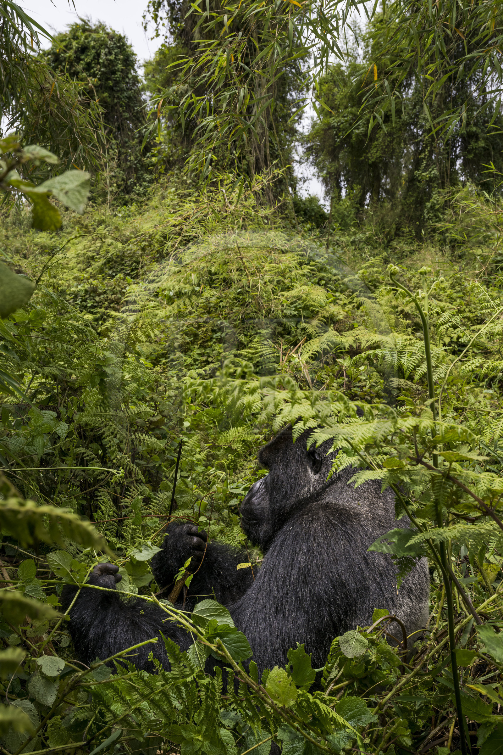 Rwanda, Province du Nord, Parc National des Volcans dans la chaine des Monts Virunga, mont Karisimbi, gorille des montagnes (Gorilla beringei beringei) du groupe Susa, male appelé dos argenté (silverback)