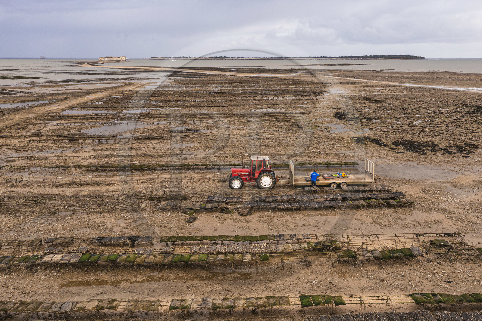 France, Charente-Maritime (17), Fouras, tracteur dans les parcs à huitres, ostreiculteur récoltant des poches à la Pointe de la Fumée à marée basse, le Fort Enet et l'Ile d'Aix en arrière plan (vue aérienne)