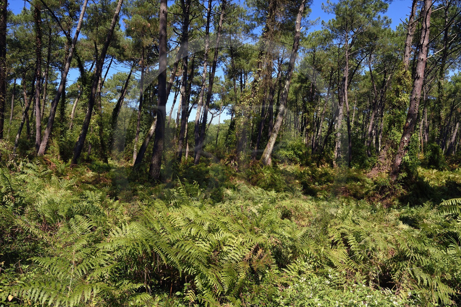 France, Pyrénées-Atlantiques (64), Pays-Basque, Anglet, la pinède forêt du Pignada