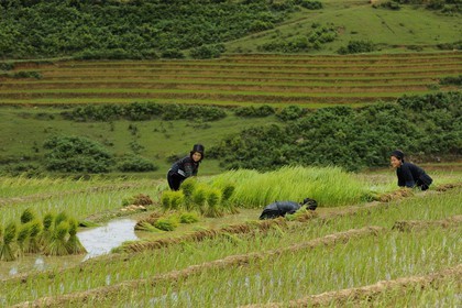 Vietnam, province de Lao Cai, région de Sapa, vallée de Ta Phin, culture de rizières en terrasses, femmes de la minorité Hmong Noir effectuant le repiquage du riz