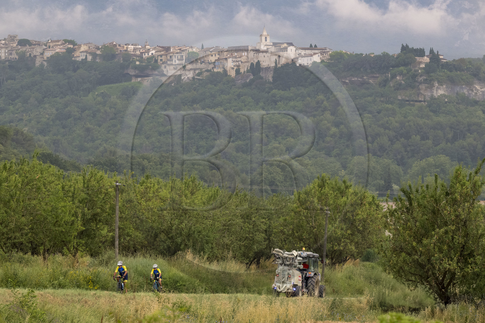 France, Vaucluse (84), Venasque, culture de l'amande par les Frères Silvain, paysans nougatiers, champ d'amandiers, cyclistes sur route et le village de Venasque en arrière plan