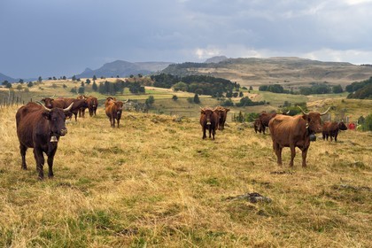 France, Cantal, Parc Naturel Régional des Volcans d'Auvergne (regional nature park of Auvergne volcanoes), Chastel-sur-Murat plateau on the Way of St. James to Santiago de Compostela by Via Arverna, Salers cows in the meadows