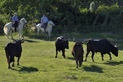 France, Bouches du Rhone, Parc naturel regional de Camargue (Regional Natural Park of Camargue), Mas du Menage, manade Saint Antoine (Cauzel), gardians with Camargue bulls called Raco di Biou