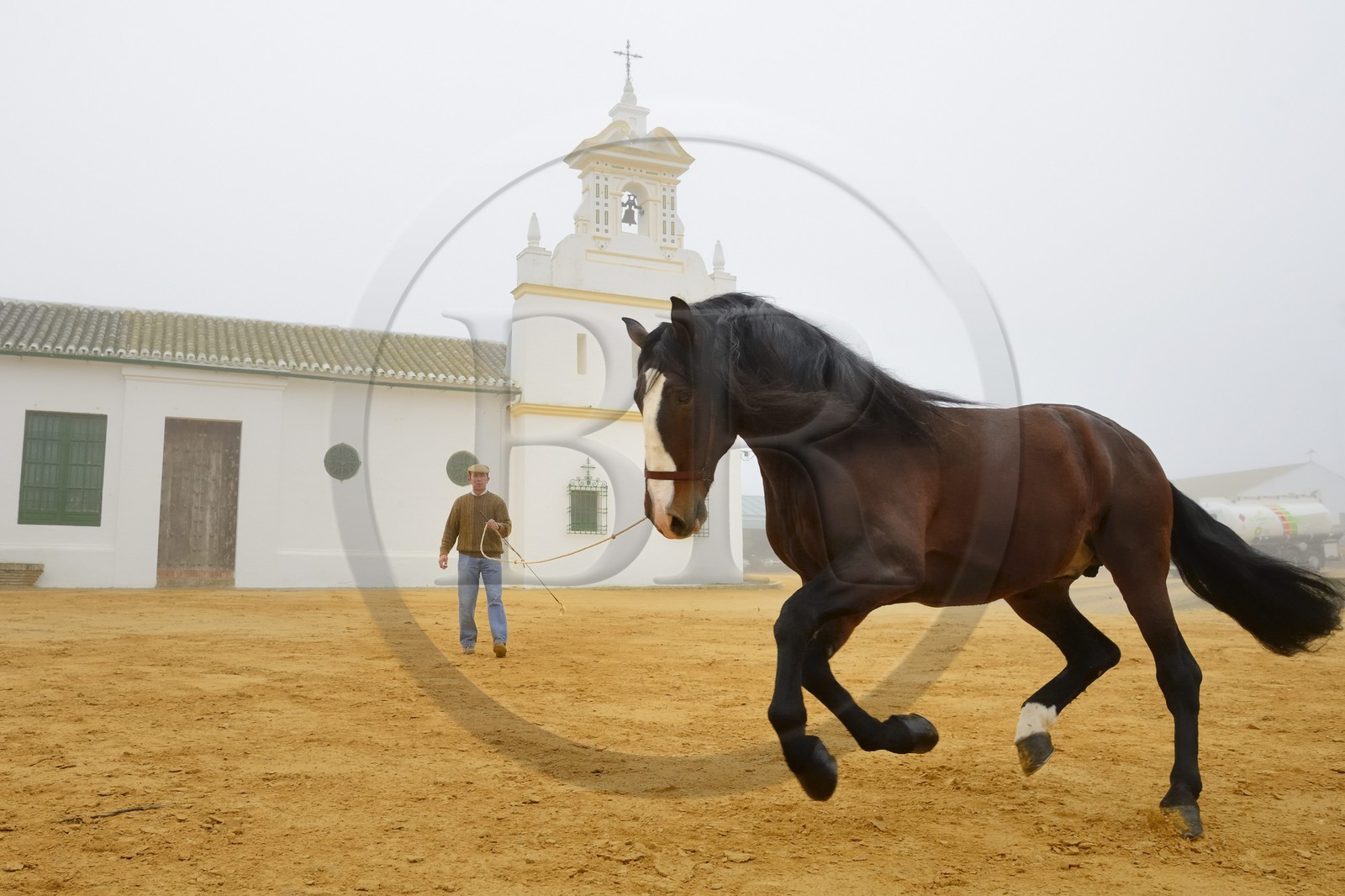 Espagne, Andalousie, province de Séville, Utrera, Finca El Pinganillo, le haras de la propriété, entrainement d'un Pure race espagnole ou PRE (Pura Raza Espanola)