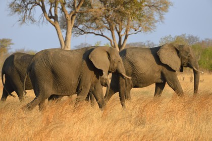 Zimbabwe, Matabeleland North Province, Hwange National Park, wild african elephants (Loxodonta africana) in the savannah