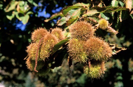 France, Corse du Sud, chestnuts