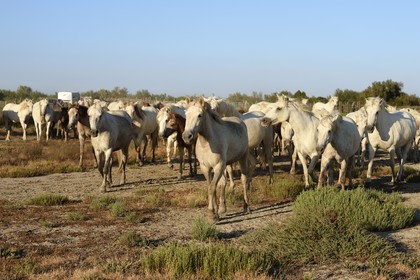 France, Bouches du Rhone, Parc naturel regional de Camargue (Regional Natural Park of Camargue), around Malagroy pond, manade Jacques Mailhan, Camargue horses