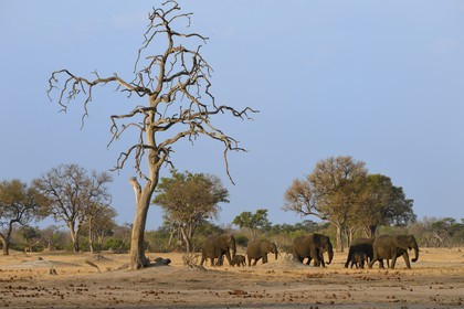 Zimbabwe, province de Matabeleland septentrional, parc national Hwange, éléphants sauvages d'Afrique (Loxodonta africana) dans la savane