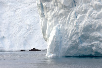 Groenland, cote ouest, baie de Disko, Ilulissat, fjord glacé classé Patrimoine Mondial de l'UNESCO qui est l’embouchure maritime du glacier Sermeq Kujalleq, baleines à bosse ou rorquals à bosse (Megaptera novaeangliae)