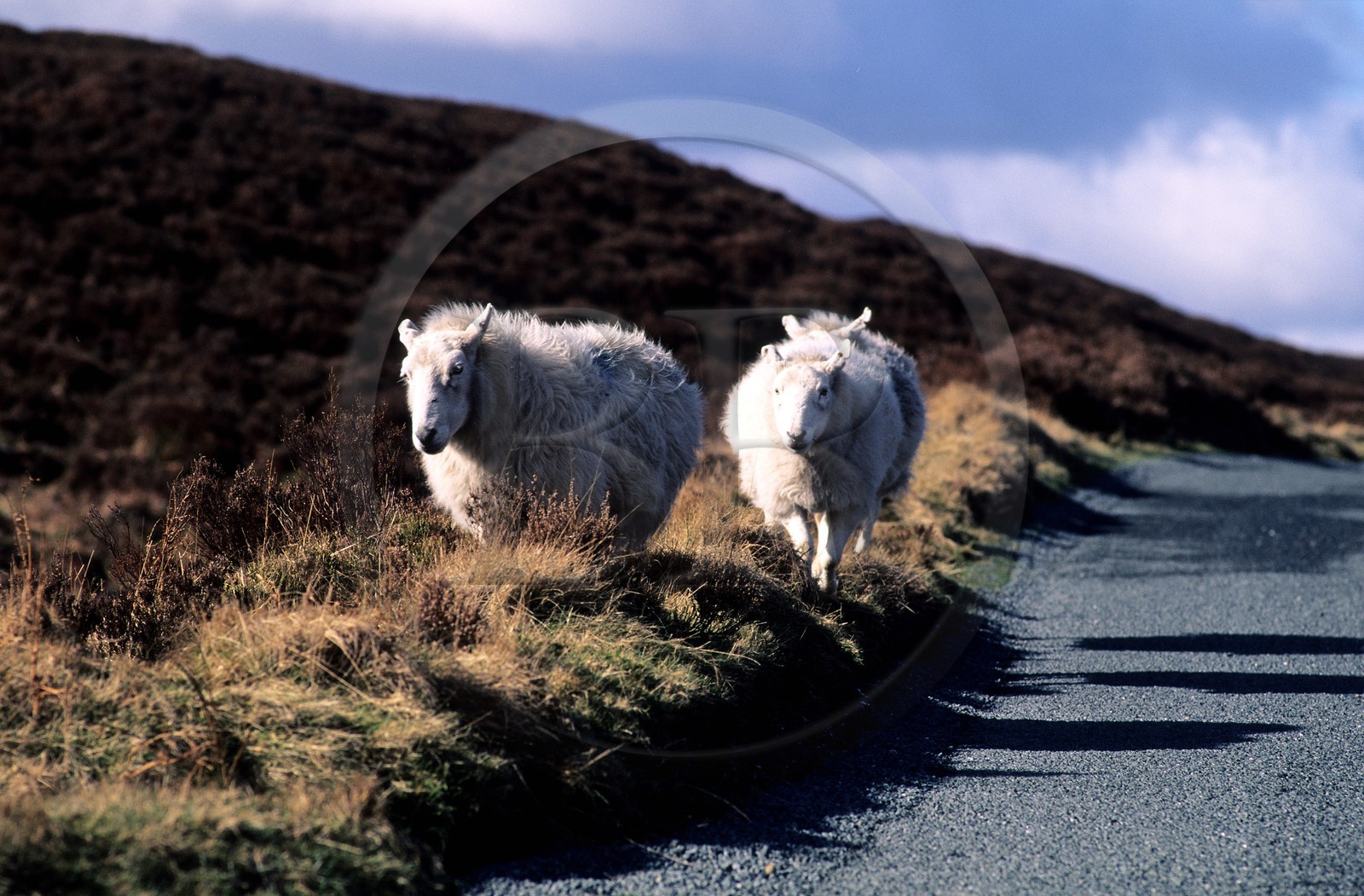 Republic of Ireland, County of Wicklow, sheep