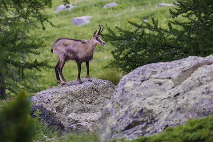 France, Alpes-Maritimes, Parc National du Mercantour (Mercantour national park), Haute Vesubie, Saint Martin Vesubie, Val du Haut Boréon, chamois (Rupicapra rupicapra)