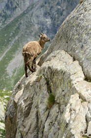 France, Alpes-Maritimes, parc national du Mercantour (Mercantour National Park), Valmasque valley, female Alpine ibex (Capra ibex)