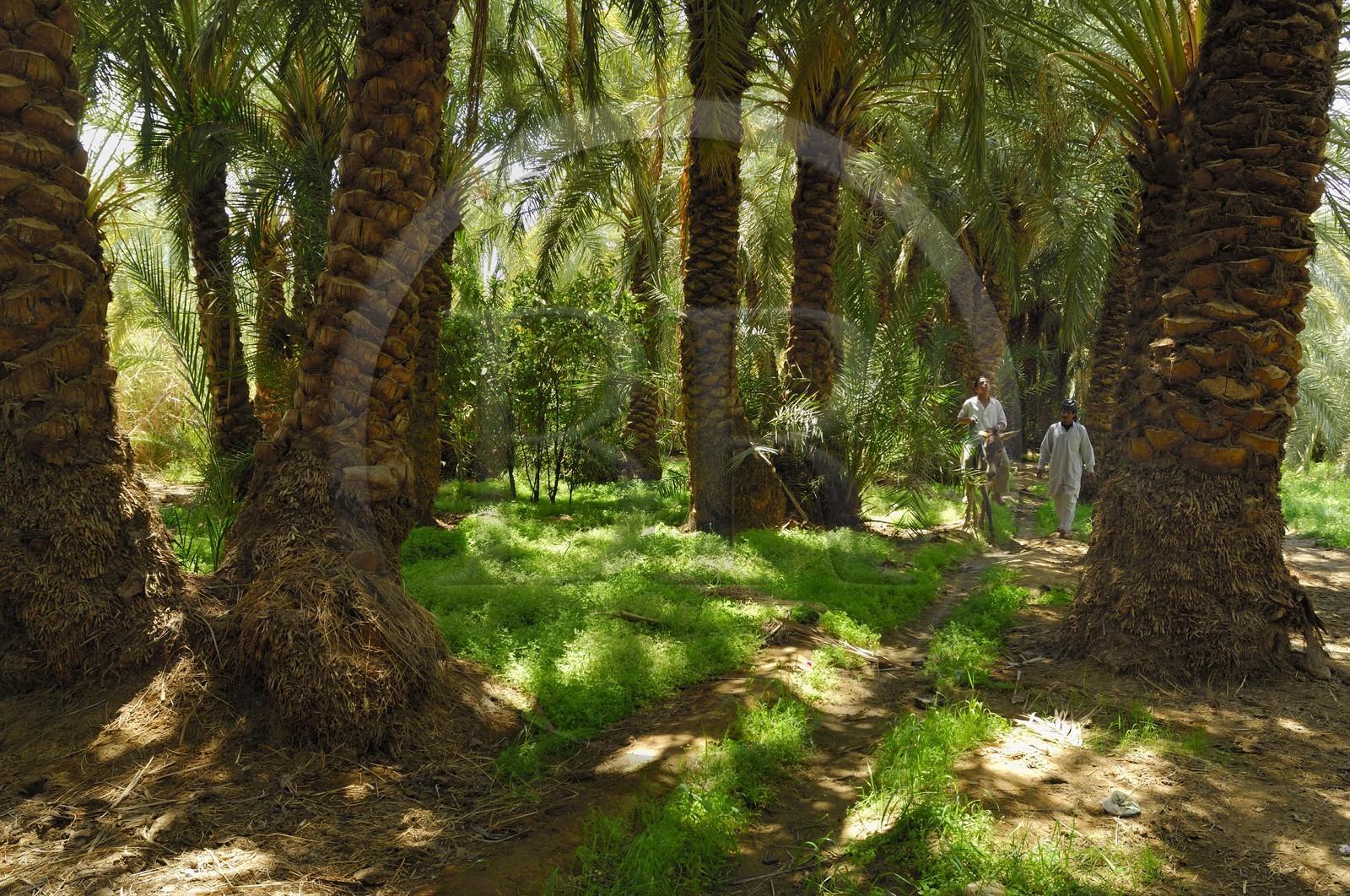 Egypte, Basse-Egypte, désert libyque, oasis de Bahariya (Bahareyya), la palmeraie, paysan sur son ane vérifiant l' état de ses palmiers dattiers