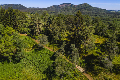 France, Puy de Dome, Aydat,  Parc Naturel Régional des Volcans d'Auvergne (regional nature park of Auvergne volcanoes), the shepherd Esteban Gueneuc and his flock of sheep on the slopes of the Puy de Vichatel volcano (aerial view)