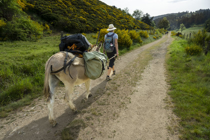 France, Ardèche (07), Laveyrune, randonnée avec un âne sur le chemin de Stevenson (GR 70)