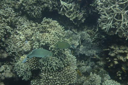France, Mayotte island (French overseas department), Grande-Terre, Kani-Keli, coral reef towards the beach of N'Gouja
