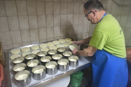 France, Haut Rhin, Kruth, ferme auberge marcaire du Schafert (farmhouse inn Schafert), Serge Sifferlen making AOP munster cheese