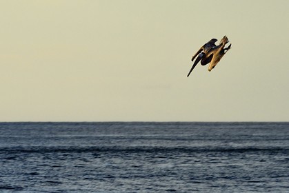 Caraïbes, Ile de la Dominique, Mero sur la côte Ouest, Pélican brun (Pelecanus occidentalis)