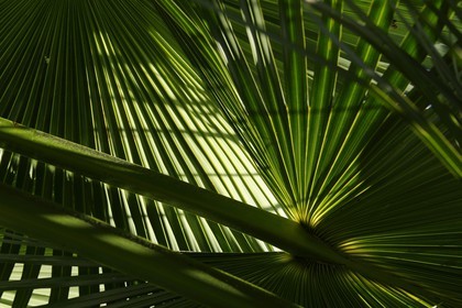 France, Ile de la Reunion, Petite Ile, jardin tropical, palme de palmier