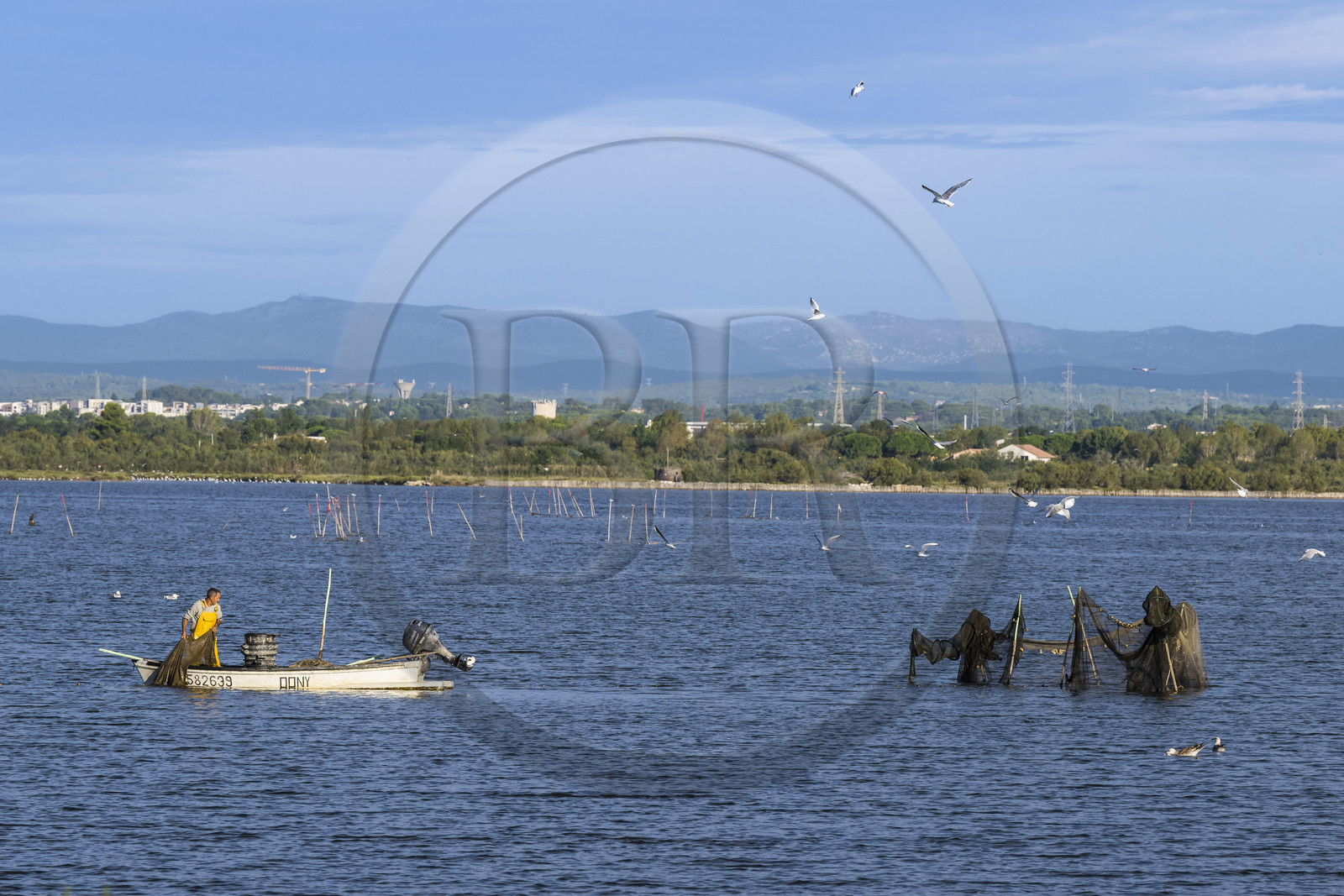 France, Hérault (34), Palavas-Les-Flots, un pêcheur relève ses filets sur  l'étang du Méjean