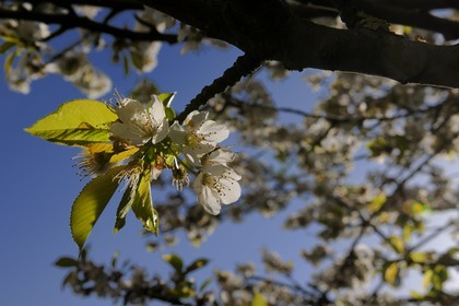 France, Val de Marne, the Marne riverside, Bry-sur-Marne, cherry tree in bloom